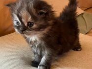 BLH Britisch Langhaar Kitten Mädchen in weiss und 3 farbig - Rothenburg (Tauber)