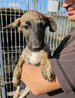 Juanita- sucht Familie - Nürnberg