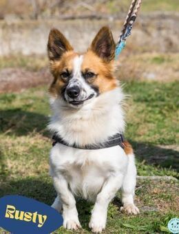 Rusty SI - selbstbewusst, klug - Rheine