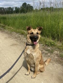 Carlos- besonderer Hund sucht Menschen - Neustadt (Rübenberge)