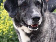 Rocco wäre so gerne Teil einer Familie - Laatzen