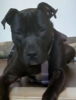 SPIKE - sucht dringend neues Zuhause.... - Kempen