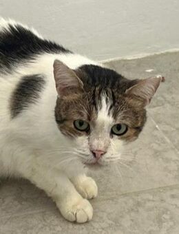 🌟 Sanfter Kater Leo sucht Zuhause 🌟 - Eislingen (Fils)