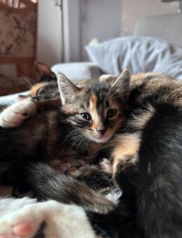 Katzenbaby weiblich - Zeltingen-Rachtig