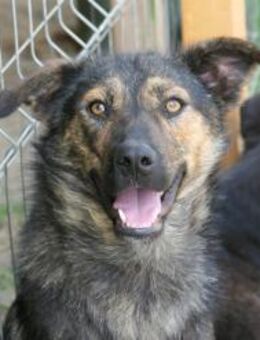 Ibiza - liebevoller Junghund - Kallmünz