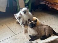 Edelmix Heilige Birma+Thai Siam Katzenbabys - Kirn Zentrum