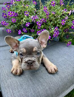 Französische Bulldoggen Welpen - Ratekau