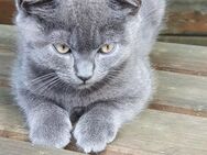 Britisch Kurzhaar Katze, Kitten, Katzenbaby - Warstein