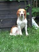 Beagle Toni sucht ein neues Zuhause in 10827
