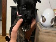 Wunderschönen Malinois Welpen suchen neuen Wirkungskreis - Schwarzach (Bayern)