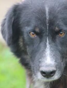 Glihali - zutraulich u. sehr lieb - Lohra