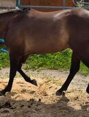 Wunderschöner Quarter Horse Hengst grullo 4 Jahre, 154 cm in 36142