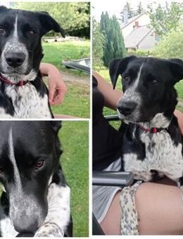 Szofia VA-Zweite Chance gesucht! - Neustadt (Rübenberge)