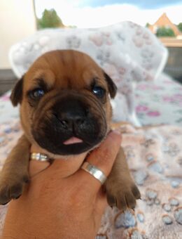 ❤️Welpen Alarm ❤️ Shar Pei - OEB Mix welpen - Falkenstein (Harz)