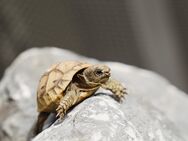 Maurische Landschildkröten Nachzuchten 2018-2024 aus Freilandhaltung - Leverkusen
