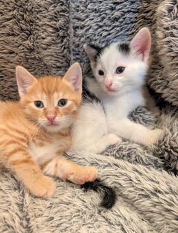 Zwei Katzenbabys suchen ein Zuhause - Flomborn