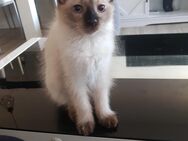 Ragdoll Kitten - Troisdorf