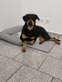 Rottweiler Dame - Freiberg