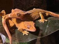 Kronengecko Correlophus ciliatus Pärchen mit drei Jungtieren - Altenstadt (Hessen)