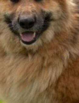 Schäferhund Dame Lora - Ellerbek