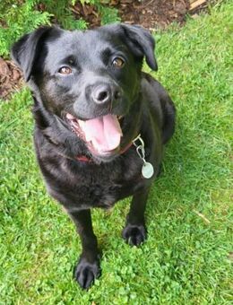 Black - Vermittlungshilfe - Biedenkopf