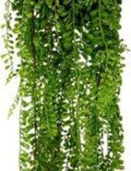 Kunstpflanze Seneciohänger, I.GE.A., Höhe 75 cm, Mit Hängeampel