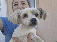 Sina - Familienhund, menschenbezogen - Blankenheim (Nordrhein-Westfalen)