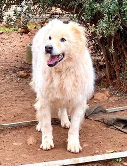 Tolle Nakuma ist verzweifelt - Mettmann