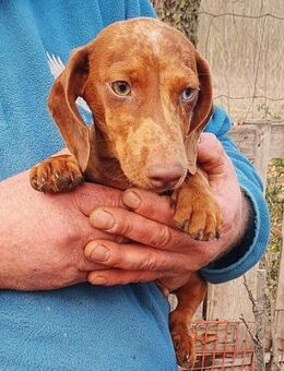 Csibeszke°**ANFRAGESTOPP** - Wolfhagen