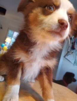 Wunderschöner Mini Australian Shepherd Welpe - Naunhof