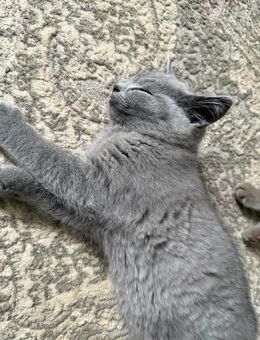 Kartäuser BKH mix kitten - Abgabebereit - Hamburg