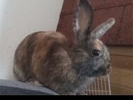 DRINGEND Kaninchen zu verkaufen - Köln