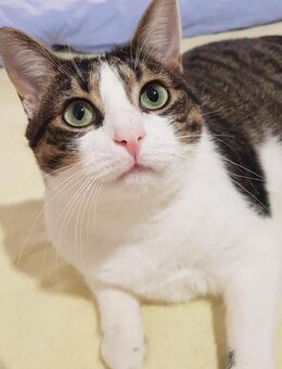 TORRY - geb. ca. 07/2020 - EKH Mix - Schönaich