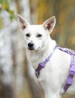 Unsichere Sunny sucht liebevolle Zuhause - Duisburg