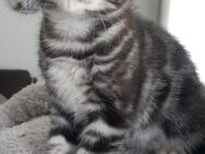 Bkh mix kitten - Bochum