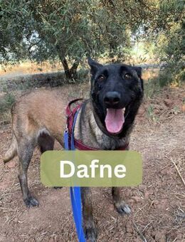DAFNE, w., kastr., Malinois, 65 cm - Sipplingen