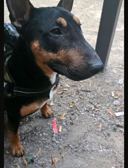 Miniatur Bullterr.ier (Rüde unkastriert) - Berlin