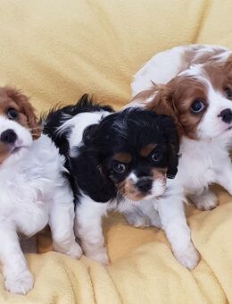 Cavalier King Charles Spaniel Welpen - Lübeck