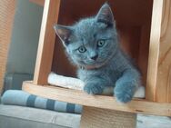 Zwei zauberhafte Britisch Kurzhaar Kater suchen ein liebevolles Zuhause - Winsen (Luhe)