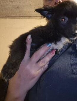 🌸 Daisy 4,5 Monate alte Chihuahua-Hün - Kassel