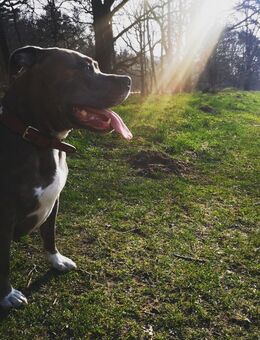 Tyson sucht dringend ein neues Zuhause - Itzehoe