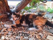 Kleine Katzen kitten - Plessa
