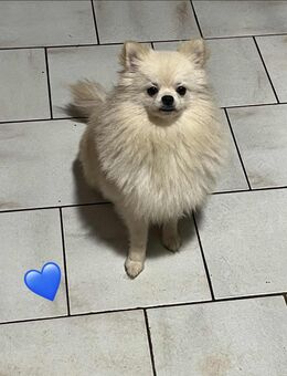 knuffige Zwergspitz Pomeranian mit Ahnentafel - Hof