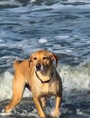 Wurfankündigung Labradorwelpen Januar 2026 in 46354