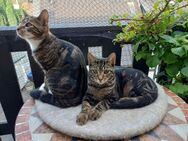 2 Kater - Herdecke