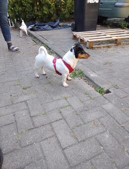 Jack Russel Welpe - Ostritz