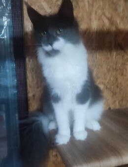 Maine Coon XXL - Tauberbischofsheim