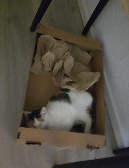 BKH Katze Hauskatze - Herne