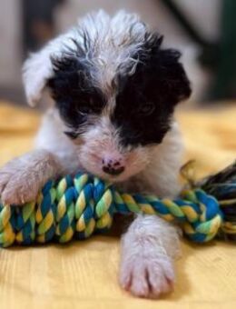 zauberhafter, lieber Welpe Matti - Kallmünz