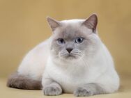 Deckkater Kater BKH Reinrassig - Feuchtwangen